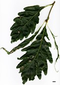 SpeciesSub: 'Laciniata Crispa' SpeciesSub: 'Laciniata Crispa'